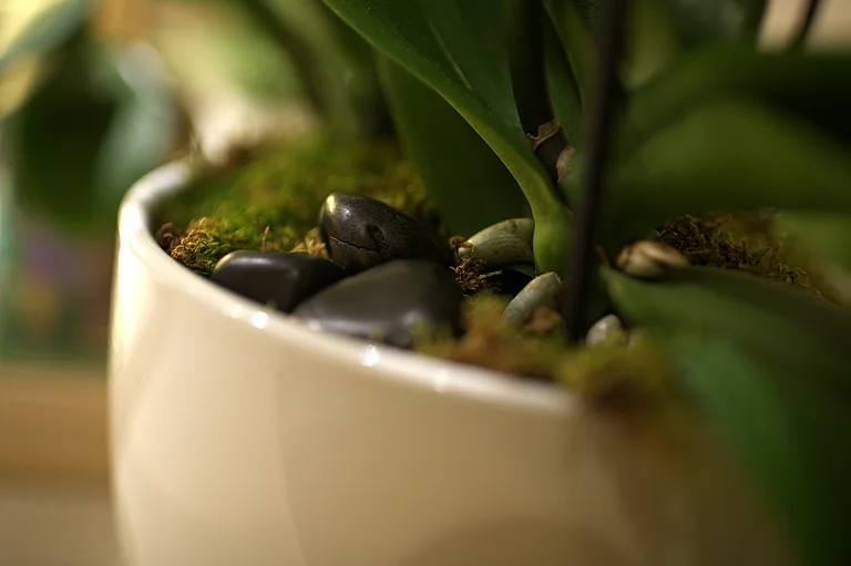 Moss in a stone planter by the entry